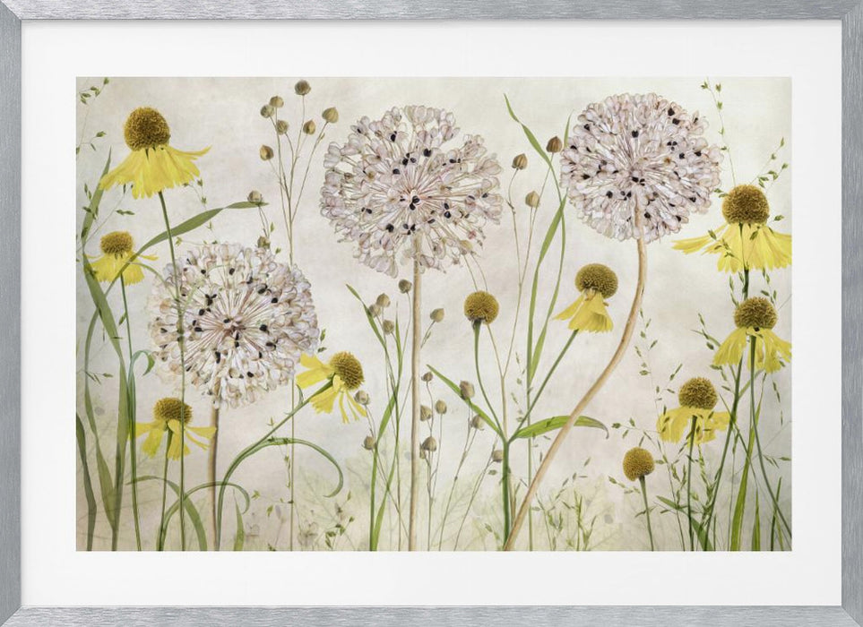 Alliums and heleniums Landscape Framed Art