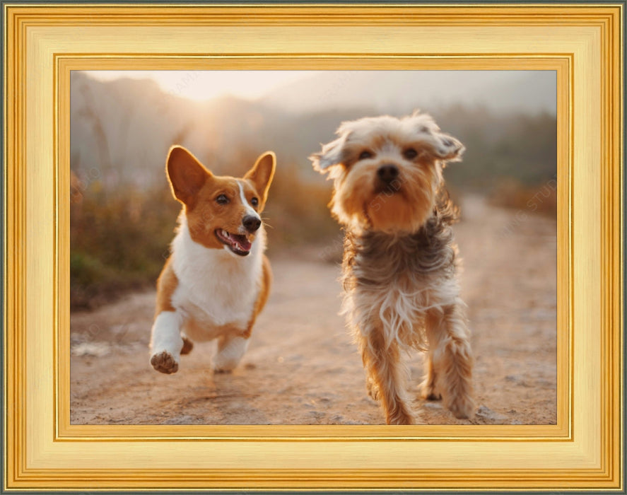 a couple of dogs running down a dirt road