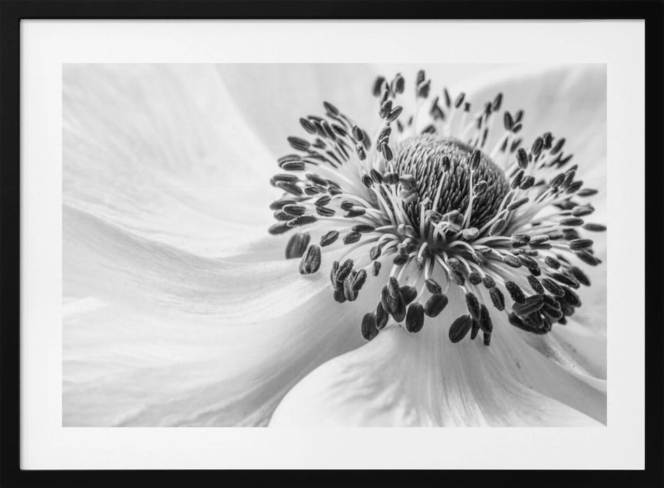 Anemone Landscape Framed Art