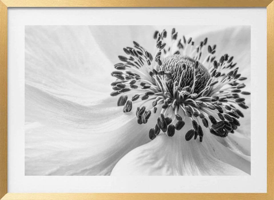 Anemone Landscape Framed Art