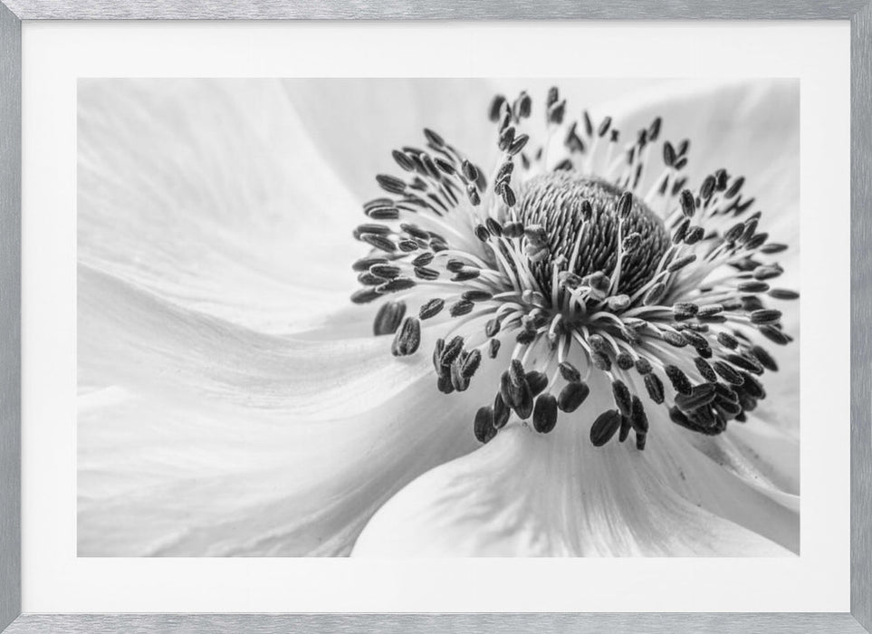 Anemone Landscape Framed Art