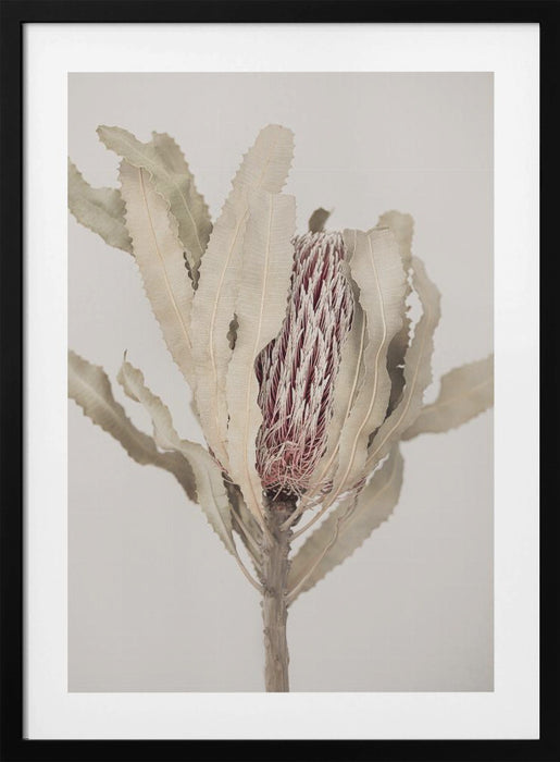 Banksia Framed Art Modern Wall Decor