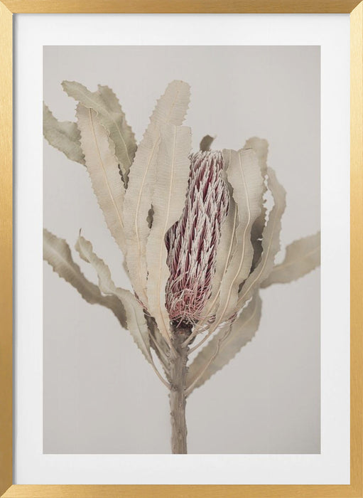 Banksia Framed Art Modern Wall Decor