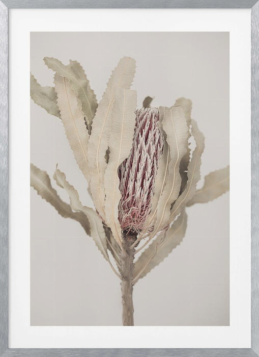 Banksia Framed Art Modern Wall Decor