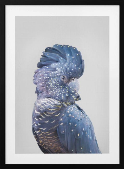 Black Cockatoo Framed Art Modern Wall Decor