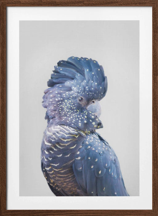 Black Cockatoo Framed Art Modern Wall Decor