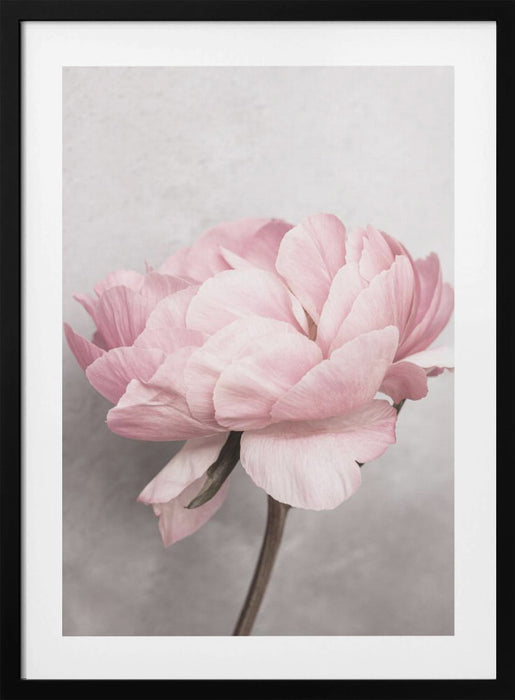 Peony Framed Art Modern Wall Decor