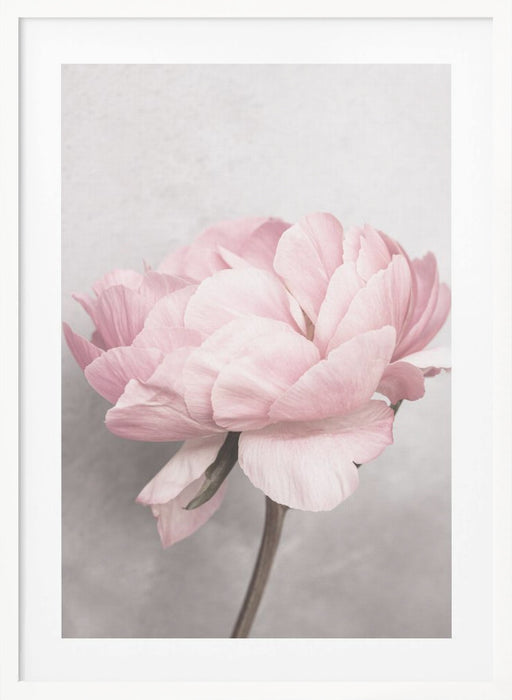 Peony Framed Art Modern Wall Decor