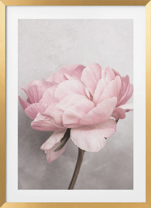 Peony Framed Art Modern Wall Decor