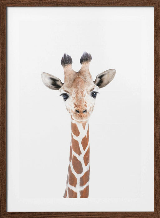 Baby Giraffe Framed Art Modern Wall Decor