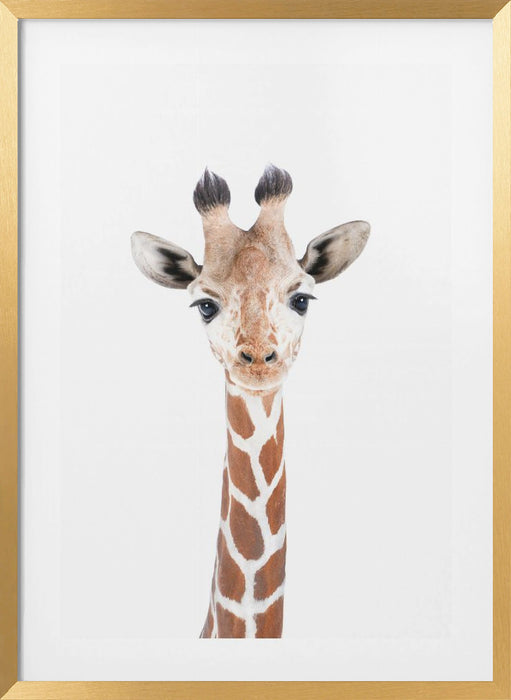 Baby Giraffe Framed Art Modern Wall Decor