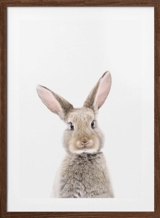 Baby Rabbit Framed Art Modern Wall Decor