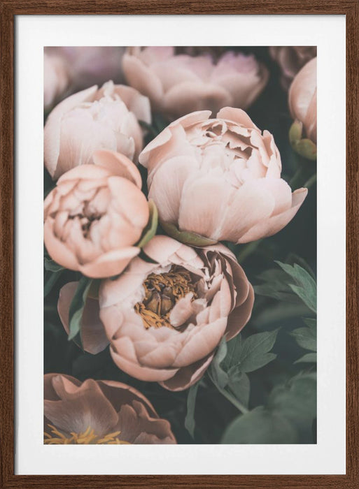 Coral Peonies Framed Art Modern Wall Decor