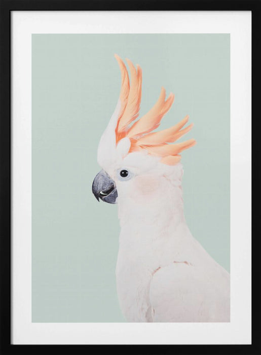 Cockatoo Framed Art Modern Wall Decor