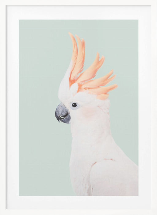 Cockatoo Framed Art Modern Wall Decor