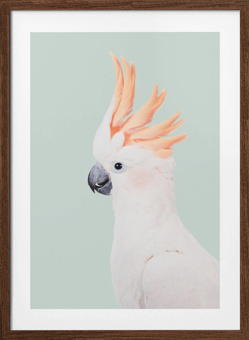 Cockatoo Framed Art Modern Wall Decor