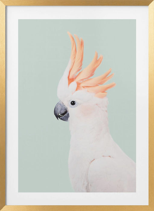 Cockatoo Framed Art Modern Wall Decor