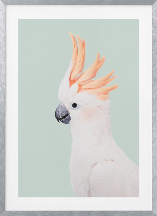 Cockatoo Framed Art Modern Wall Decor