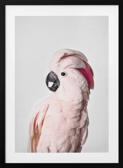 Pink Cockatoo Framed Art Modern Wall Decor