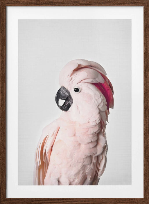 Pink Cockatoo Framed Art Modern Wall Decor