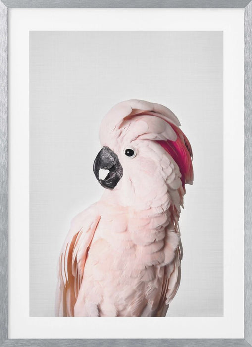 Pink Cockatoo Framed Art Modern Wall Decor