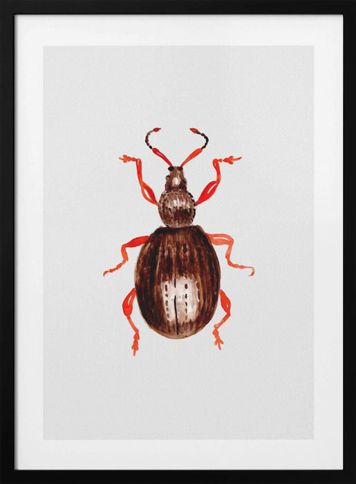 Strawberry root weevil  or Otiorhynchus ovatus Framed Art Modern Wall Decor