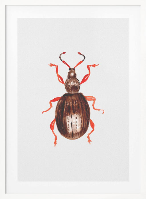 Strawberry root weevil  or Otiorhynchus ovatus Framed Art Modern Wall Decor