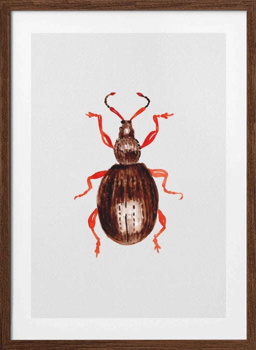 Strawberry root weevil  or Otiorhynchus ovatus Framed Art Modern Wall Decor