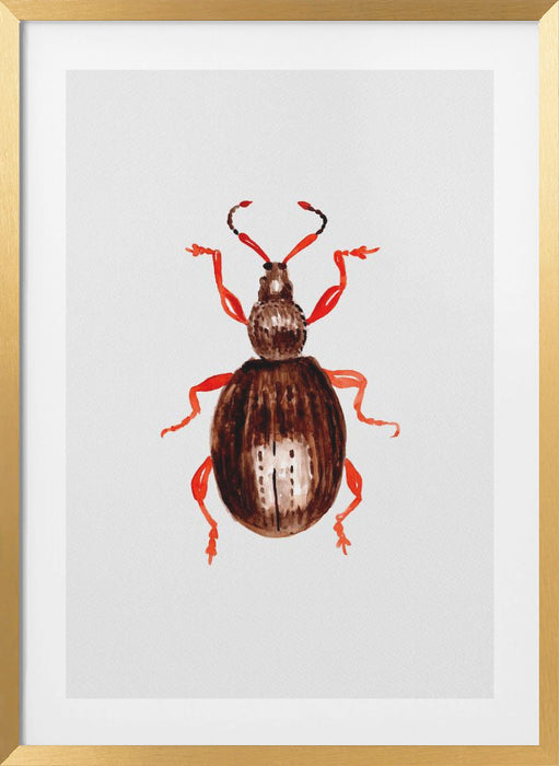 Strawberry root weevil  or Otiorhynchus ovatus Framed Art Modern Wall Decor