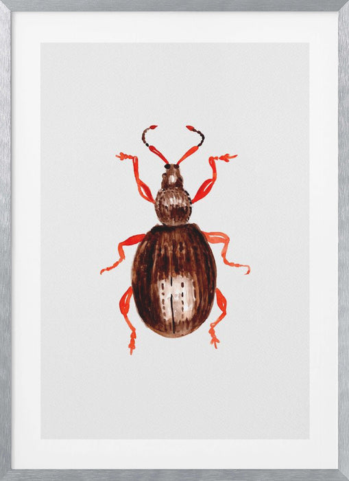 Strawberry root weevil  or Otiorhynchus ovatus Framed Art Modern Wall Decor