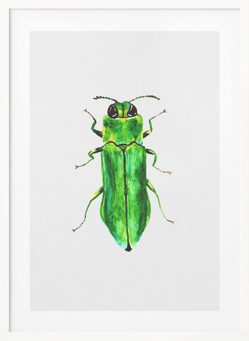 Jewel beetle or Agrilus angustulus Framed Art Modern Wall Decor