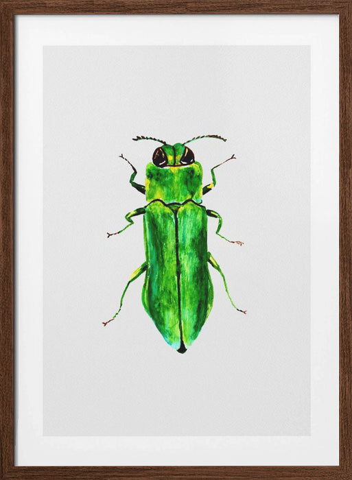 Jewel beetle or Agrilus angustulus Framed Art Modern Wall Decor