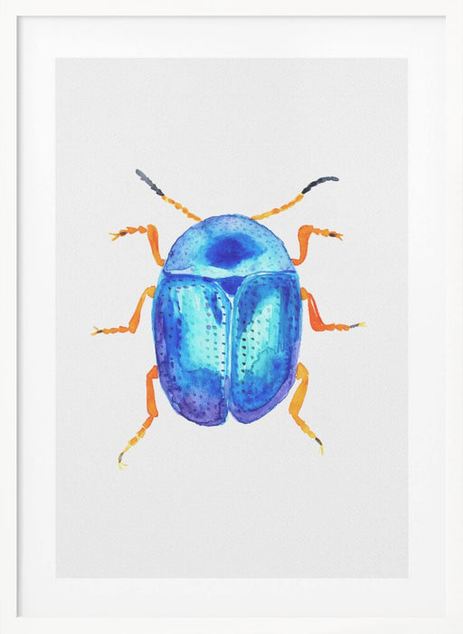 Blue leaf beetle or Colaphus sophiae Framed Art Modern Wall Decor