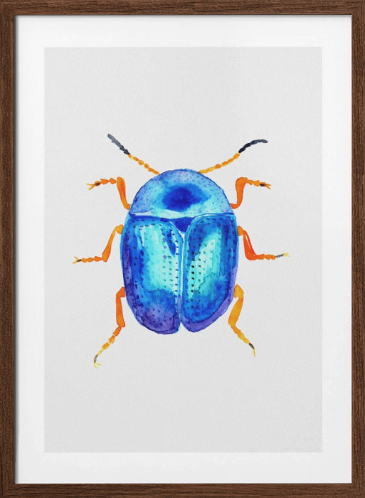 Blue leaf beetle or Colaphus sophiae Framed Art Modern Wall Decor