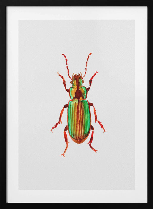 Carabidae ground beetle or Harpalus distinguendus Framed Art Modern Wall Decor