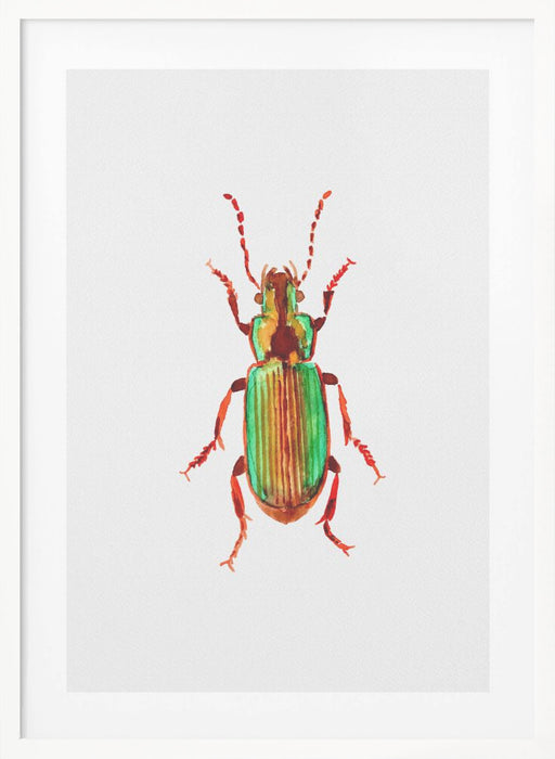 Carabidae ground beetle or Harpalus distinguendus Framed Art Modern Wall Decor