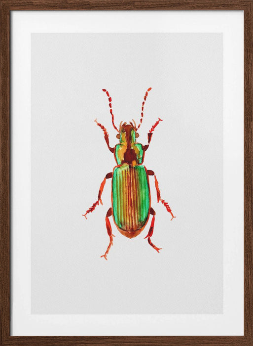 Carabidae ground beetle or Harpalus distinguendus Framed Art Modern Wall Decor