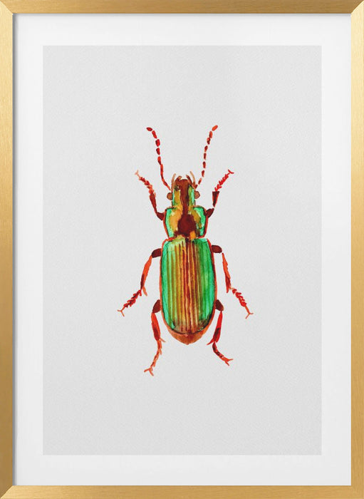 Carabidae ground beetle or Harpalus distinguendus Framed Art Modern Wall Decor