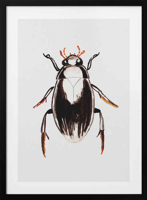 Water scavenger beetle or Hydrophilus aterrimus Framed Art Modern Wall Decor