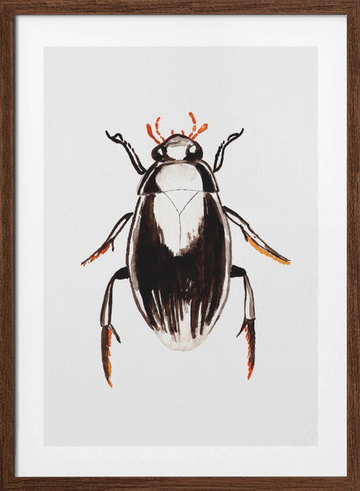 Water scavenger beetle or Hydrophilus aterrimus Framed Art Modern Wall Decor