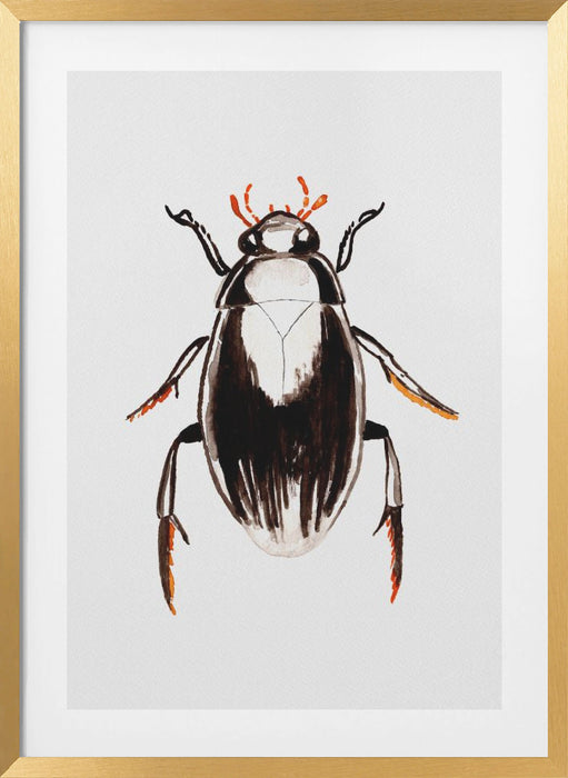 Water scavenger beetle or Hydrophilus aterrimus Framed Art Modern Wall Decor