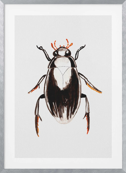 Water scavenger beetle or Hydrophilus aterrimus Framed Art Modern Wall Decor