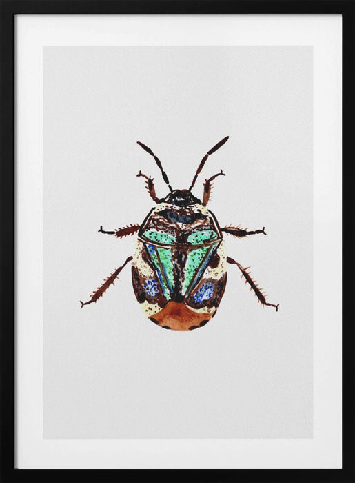 Pied shield bug or Tritomegas bicolor Framed Art Modern Wall Decor