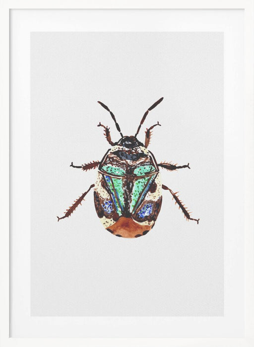 Pied shield bug or Tritomegas bicolor Framed Art Modern Wall Decor