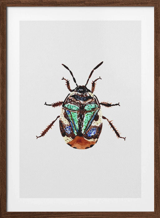 Pied shield bug or Tritomegas bicolor Framed Art Modern Wall Decor