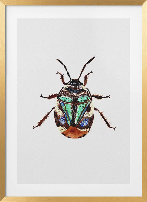 Pied shield bug or Tritomegas bicolor Framed Art Modern Wall Decor