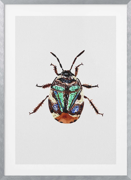 Pied shield bug or Tritomegas bicolor Framed Art Modern Wall Decor