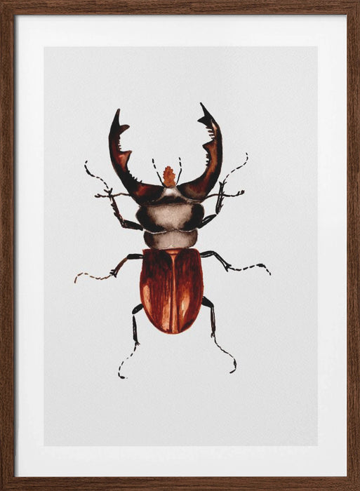 Stag beetle or Lucanus cervus Framed Art Modern Wall Decor