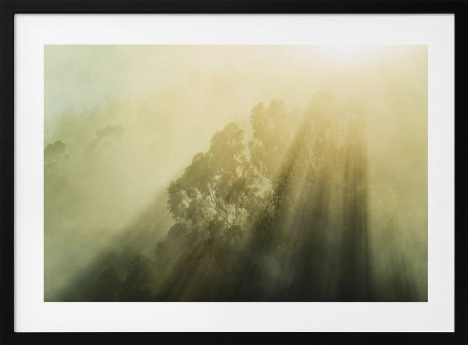 Foggy Woods III Landscape Framed Art