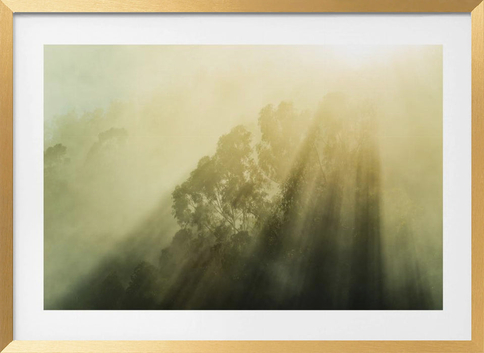 Foggy Woods III Landscape Framed Art